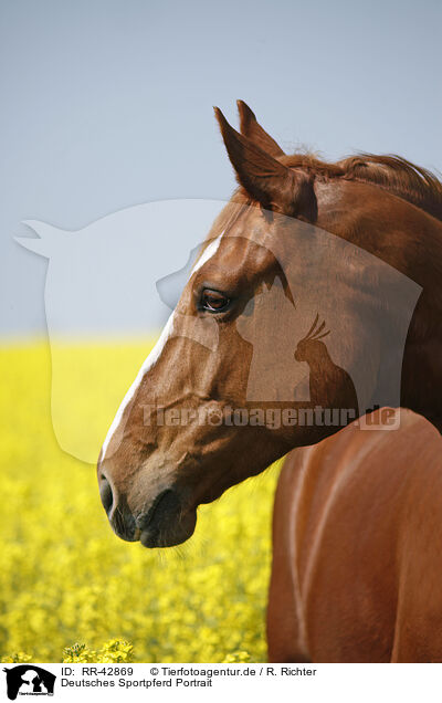 Deutsches Sportpferd Portrait / RR-42869