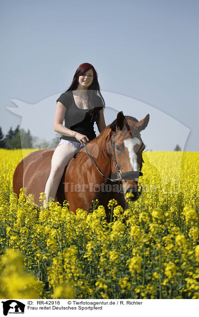 Frau reitet Deutsches Sportpferd / woman rides warmblood / RR-42916