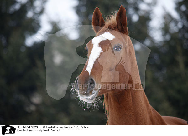 Deutsches Sportpferd Portrait / RR-47823