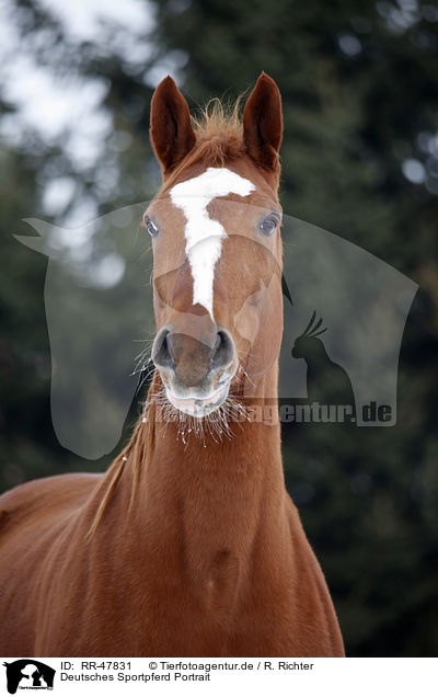 Deutsches Sportpferd Portrait / RR-47831