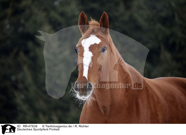 Deutsches Sportpferd Portrait / RR-47838