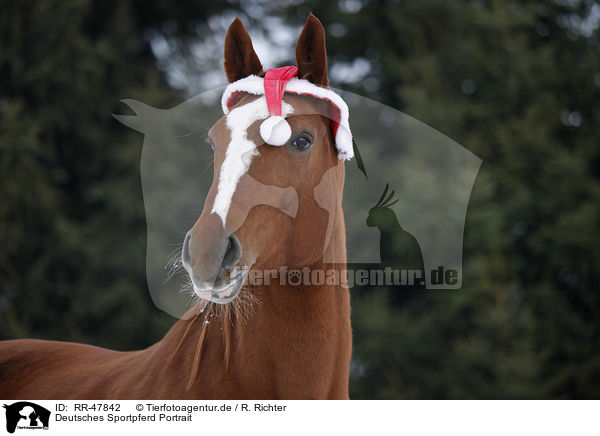 Deutsches Sportpferd Portrait / warmblood portrait / RR-47842