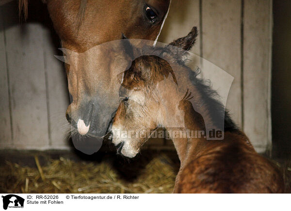 Stute mit Fohlen / mare with foal / RR-52026