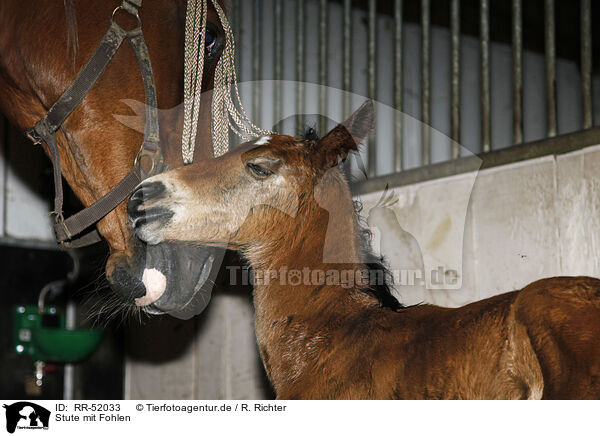 Stute mit Fohlen / mare with foal / RR-52033