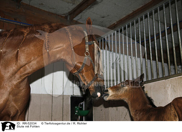 Stute mit Fohlen / mare with foal / RR-52034