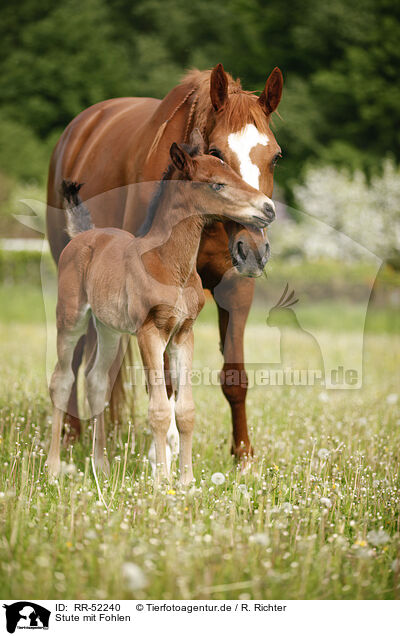 Stute mit Fohlen / mare with foal / RR-52240