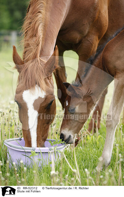 Stute mit Fohlen / mare with foal / RR-52312