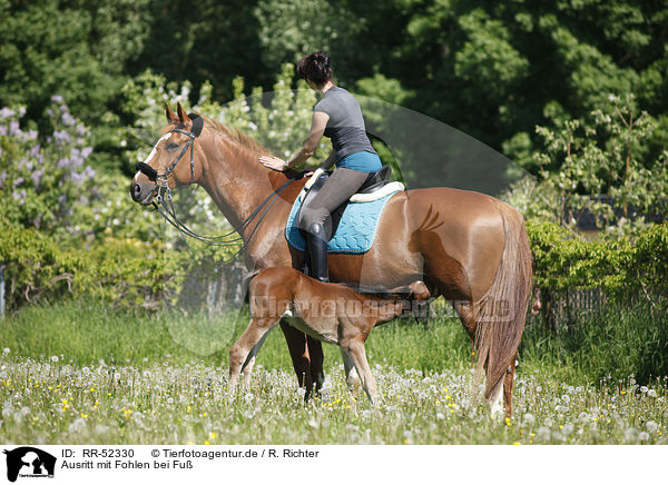 Ausritt mit Fohlen bei Fu / RR-52330