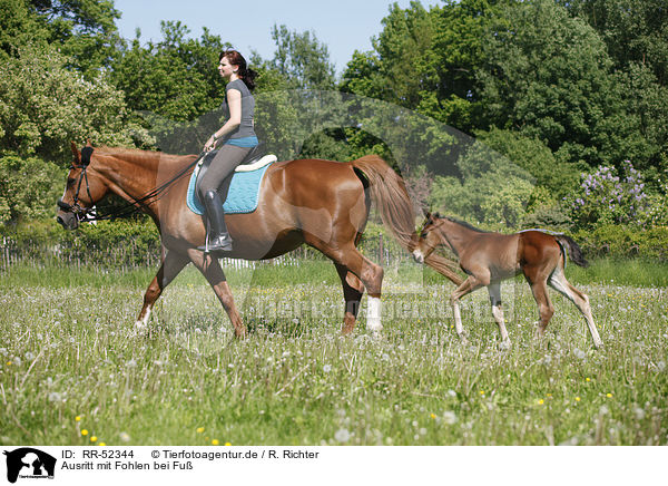 Ausritt mit Fohlen bei Fu / riding with foal / RR-52344