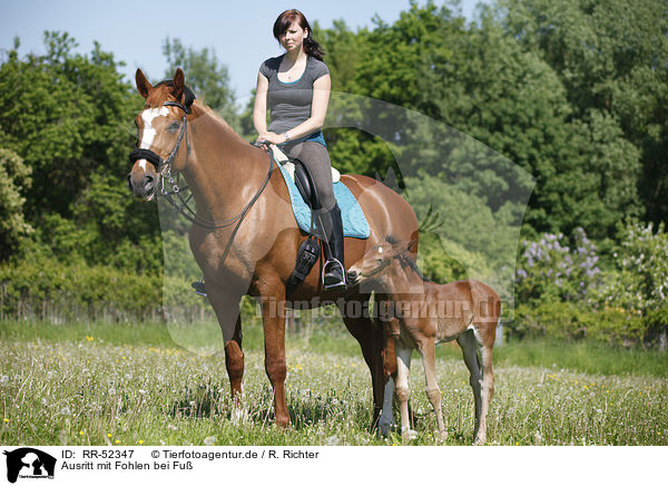 Ausritt mit Fohlen bei Fu / riding with foal / RR-52347