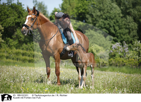 Ausritt mit Fohlen bei Fu / riding with foal / RR-52351