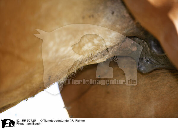 Fliegen am Bauch / flies / RR-52725