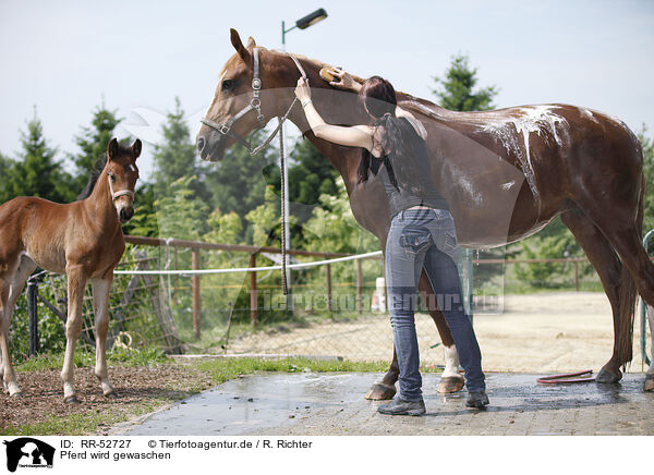 Pferd wird gewaschen / horse takes shower / RR-52727