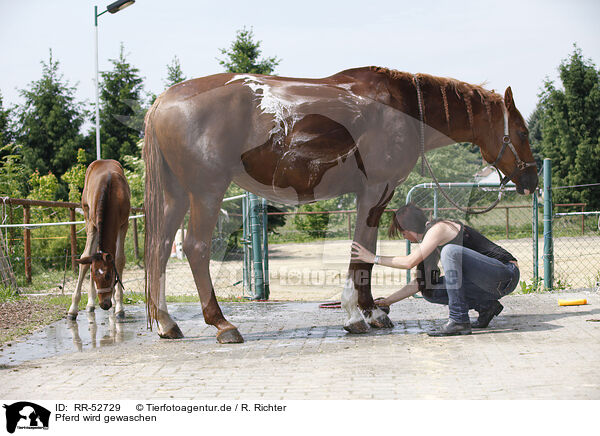 Pferd wird gewaschen / horse takes shower / RR-52729