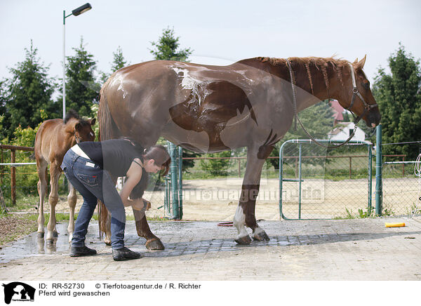 Pferd wird gewaschen / RR-52730