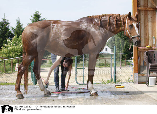 Pferd wird gewaschen / horse takes shower / RR-52732