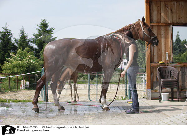 Pferd wird gewaschen / horse takes shower / RR-52735
