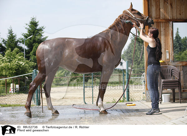 Pferd wird gewaschen / horse takes shower / RR-52736