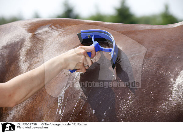 Pferd wird gewaschen / horse takes shower / RR-52738