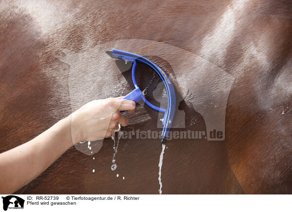 Pferd wird gewaschen / horse takes shower / RR-52739