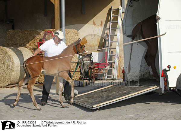 Deutsches Sportpferd Fohlen / warmblood foal / RR-53303