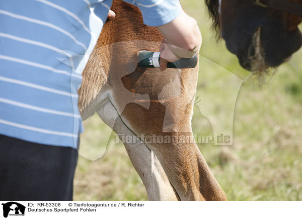 Deutsches Sportpferd Fohlen / warmblood foal / RR-53308