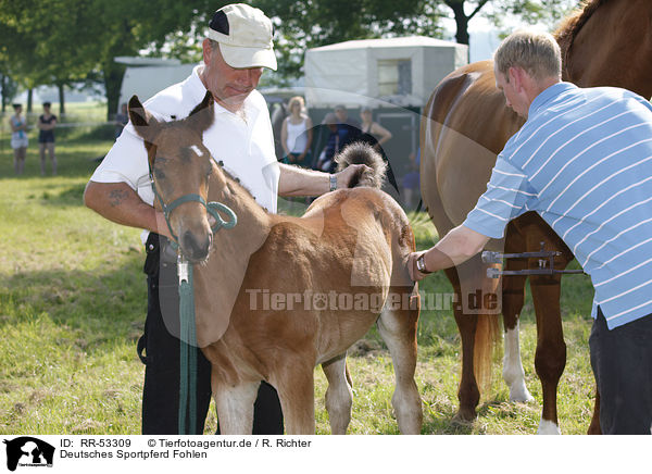 Deutsches Sportpferd Fohlen / warmblood foal / RR-53309