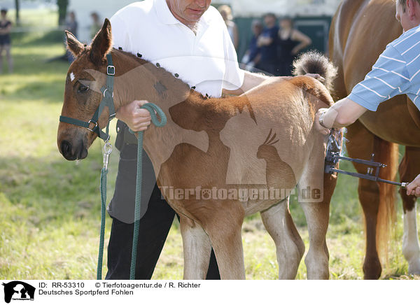 Deutsches Sportpferd Fohlen / warmblood foal / RR-53310