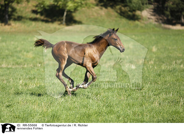 rennendes Fohlen / running foal / RR-55668