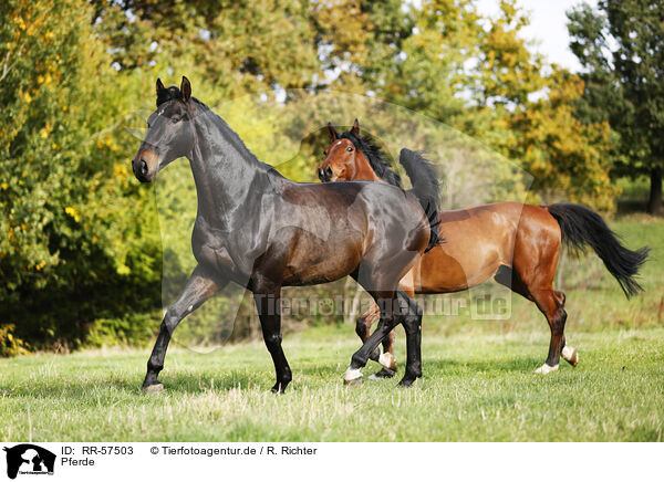 Pferde / horses / RR-57503