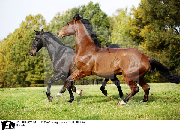 Pferde / horses / RR-57514