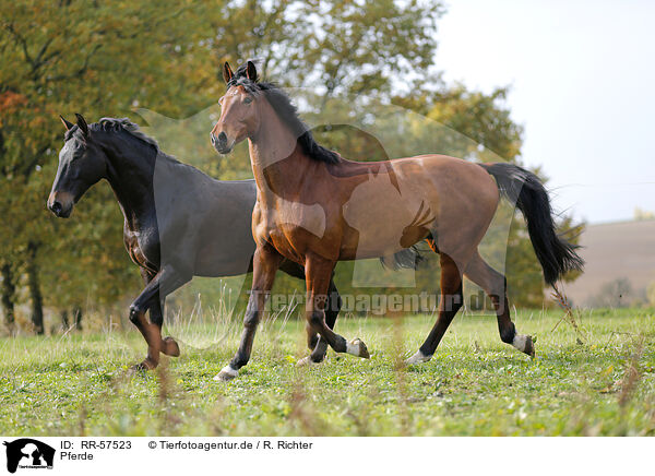 Pferde / horses / RR-57523