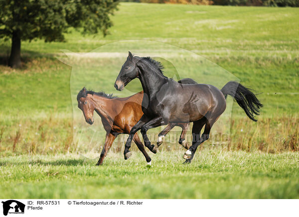 Pferde / horses / RR-57531
