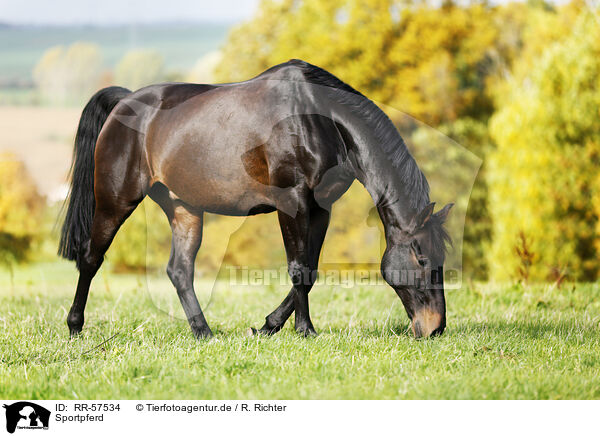 Sportpferd / horse / RR-57534