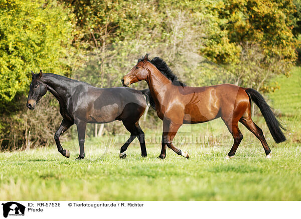Pferde / horses / RR-57536