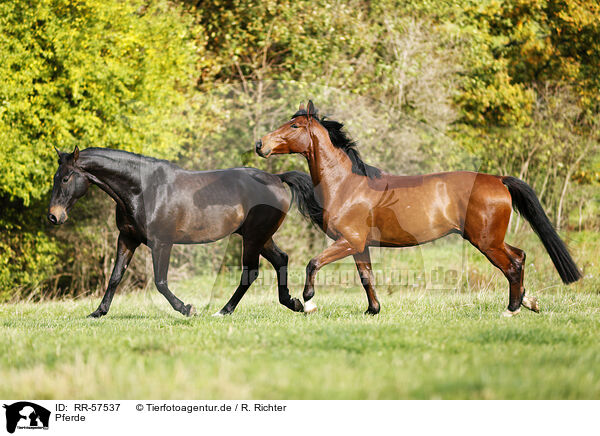 Pferde / horses / RR-57537