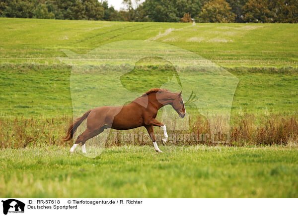 Deutsches Sportpferd / horse / RR-57618
