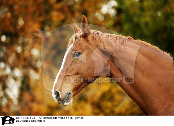 Deutsches Sportpferd / horse / RR-57623