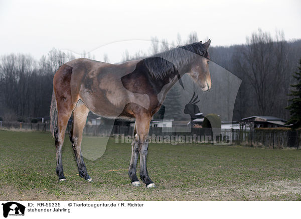 stehender Jhrling / RR-59335