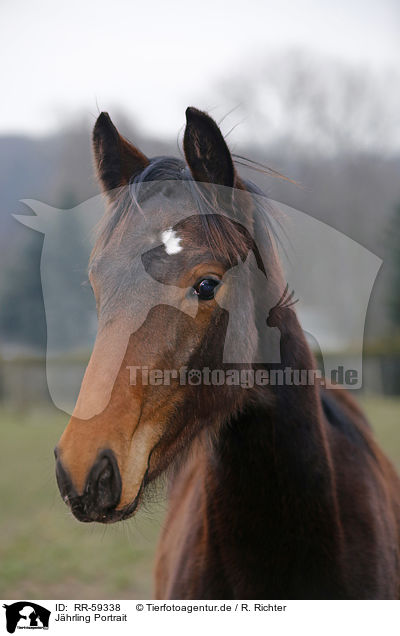 J�hrling Portrait / yearling portrait / RR-59338