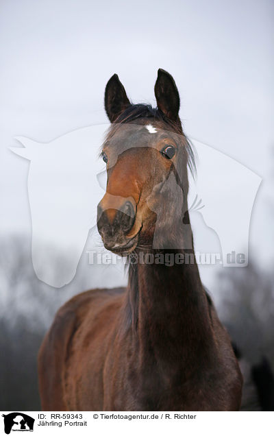 J�hrling Portrait / yearling portrait / RR-59343