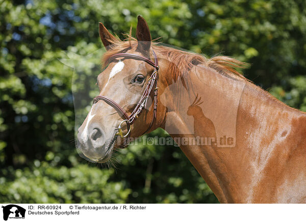 Deutsches Sportpferd / RR-60924