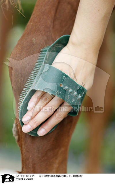 Pferd putzen / cleaning horse / RR-61344
