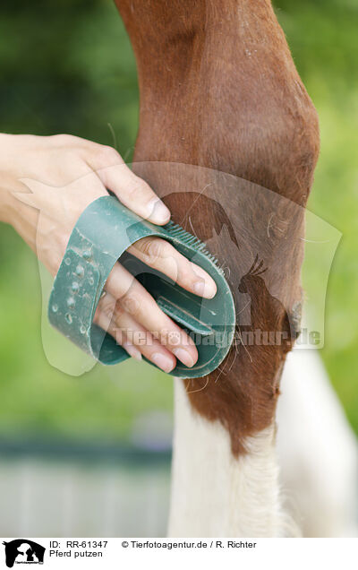 Pferd putzen / cleaning horse / RR-61347