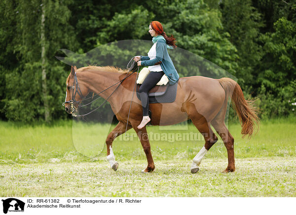 Akademische Reitkunst / academic riding / RR-61382