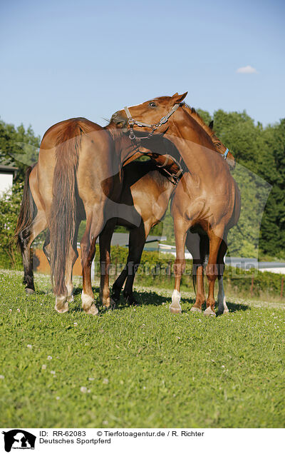 Deutsches Sportpferd / German Sport Horse / RR-62083