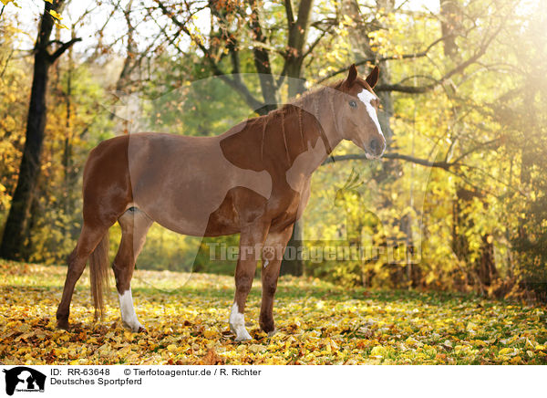 Deutsches Sportpferd / RR-63648