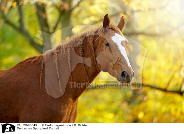 Deutsches Sportpferd Portrait / RR-63649