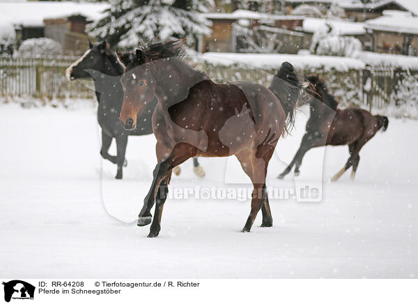 Pferde im Schneegstber / RR-64208