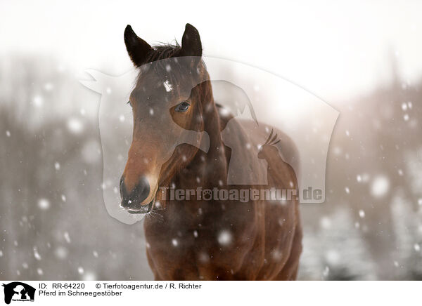 Pferd im Schneegestber / horse in driving snow / RR-64220